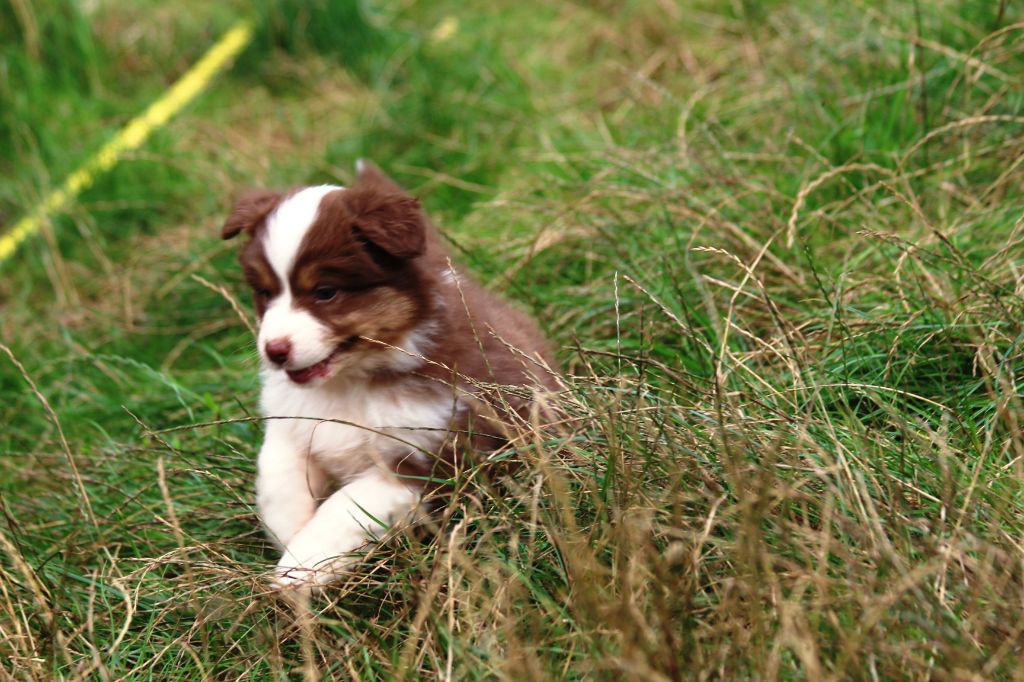 Little Cowboy - Chiots disponibles - Berger Australien