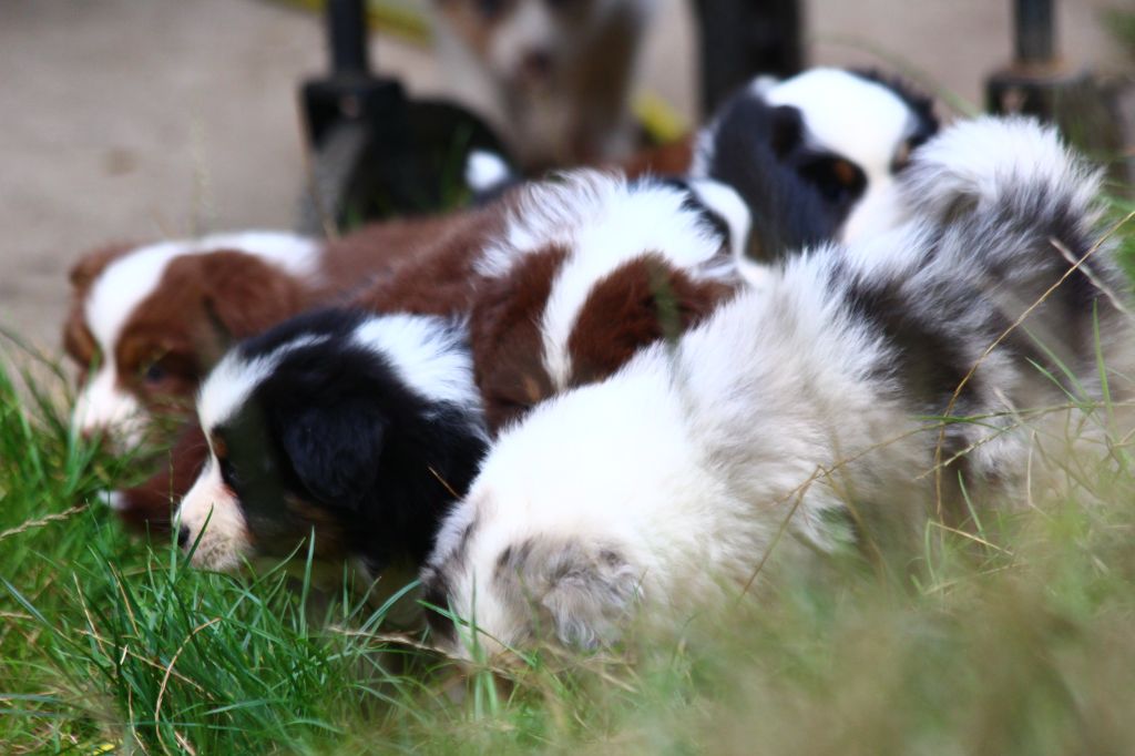 Chiot Berger Australien Little Cowboy