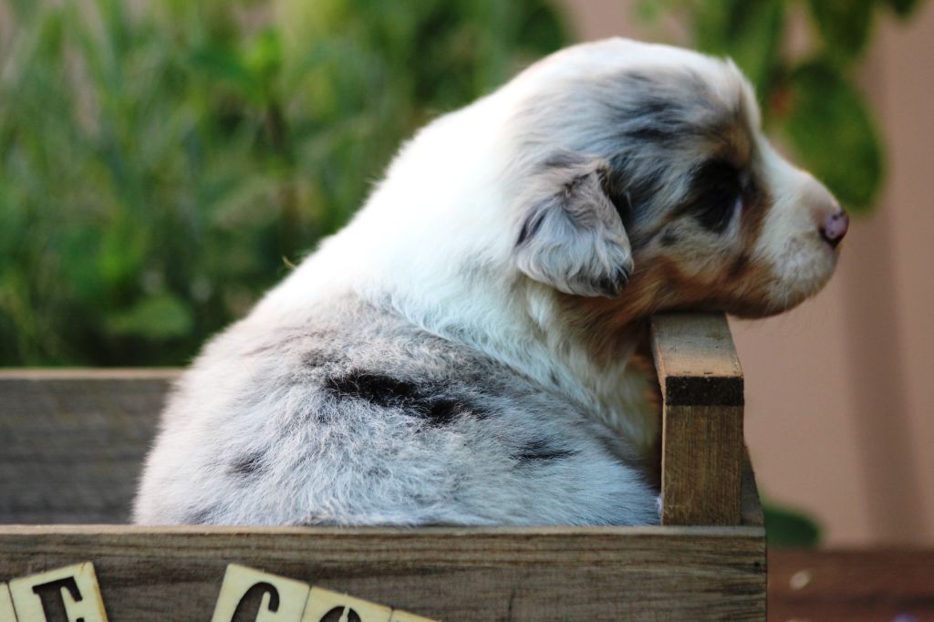 Little Cowboy - Chiots disponibles - Berger Australien