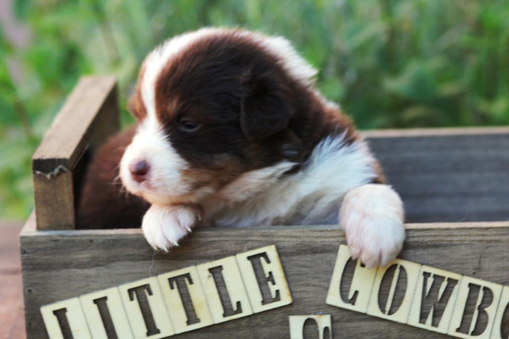 Little Cowboy - Chiots disponibles - Berger Australien
