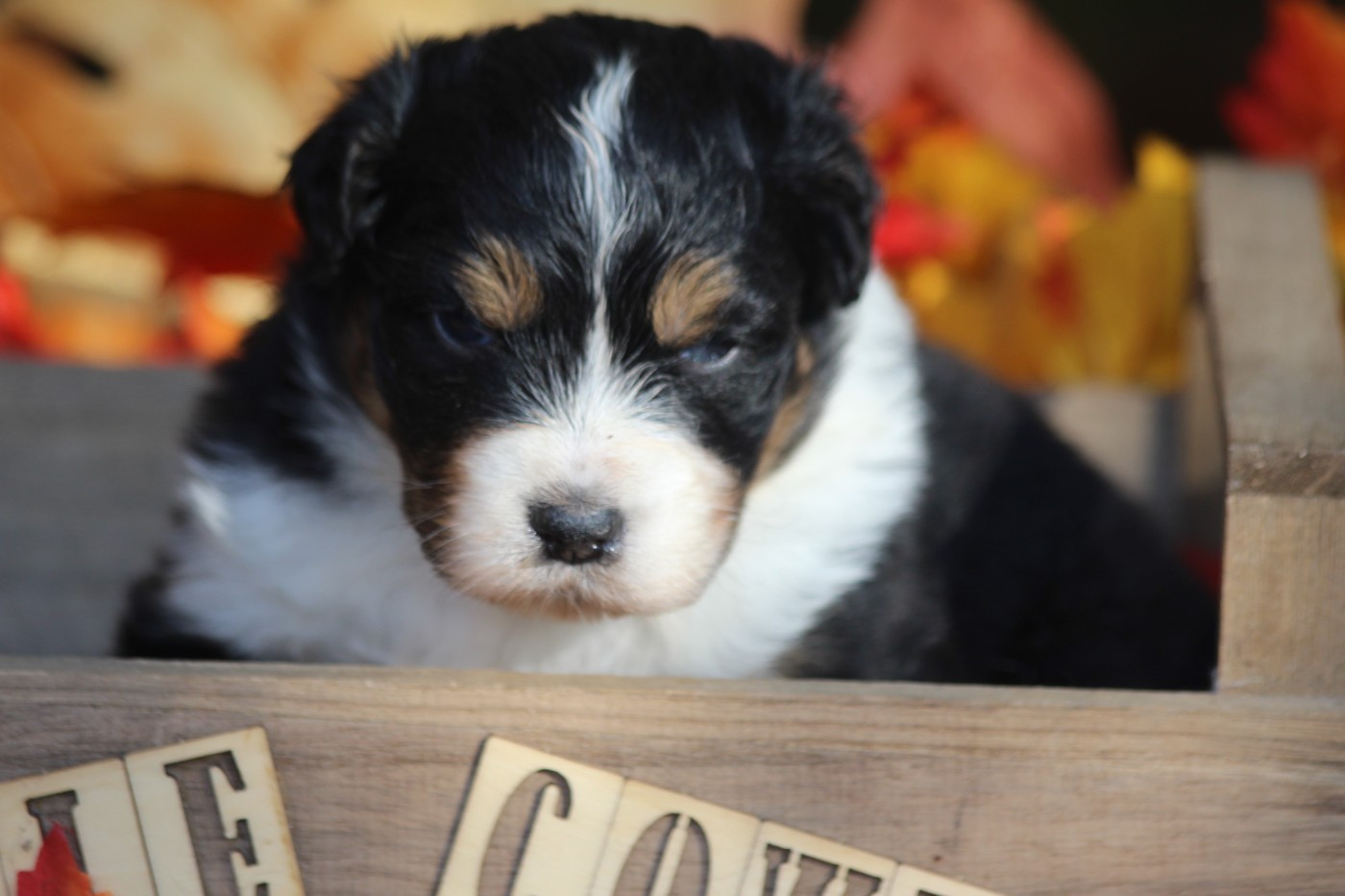 Little Cowboy - Chiots disponibles - Berger Australien