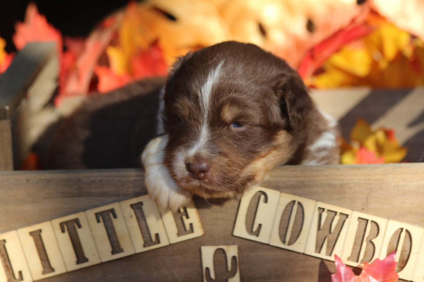 Little Cowboy - Chiots disponibles - Berger Australien