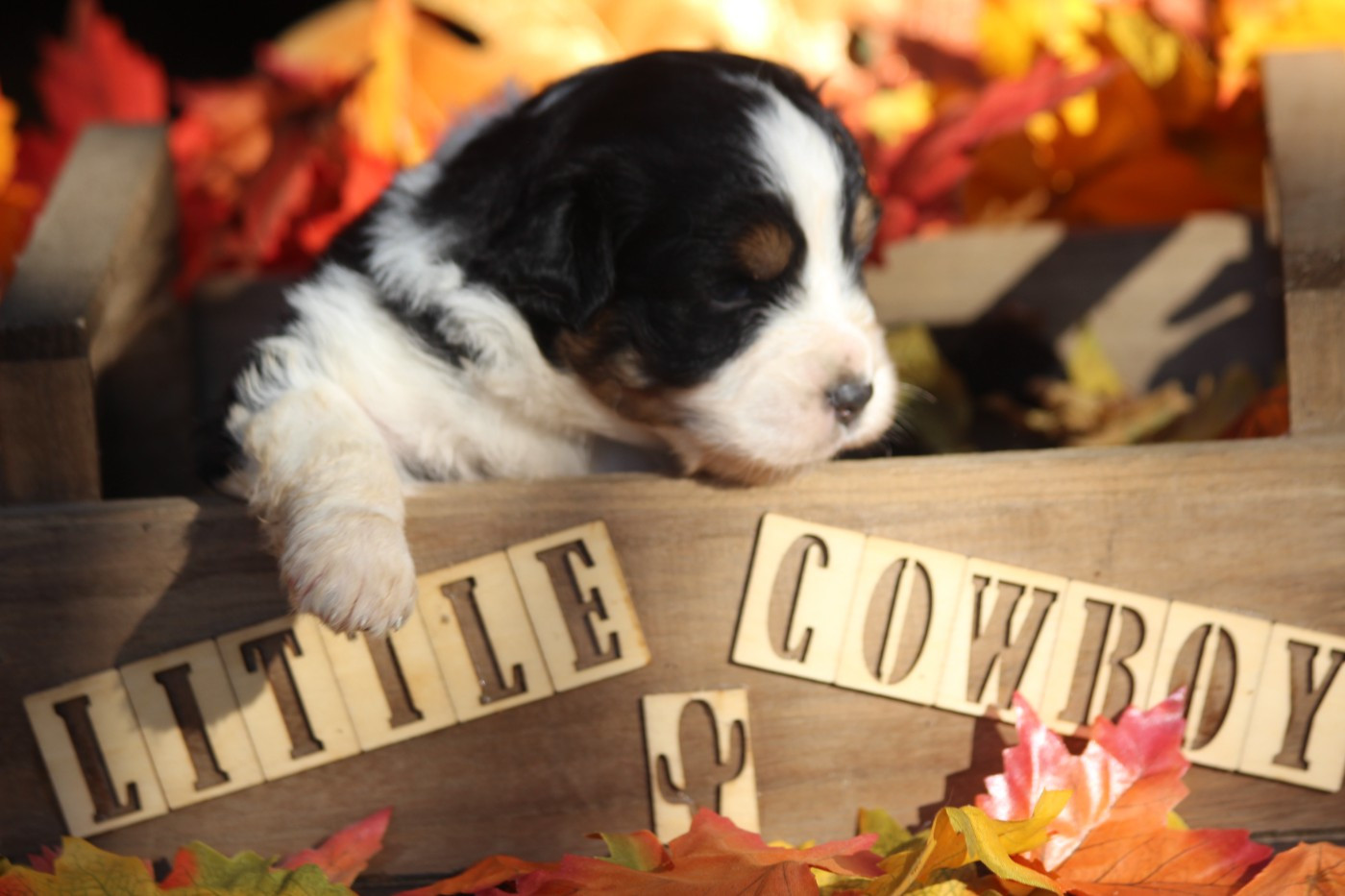 Little Cowboy - Chiots disponibles - Berger Australien