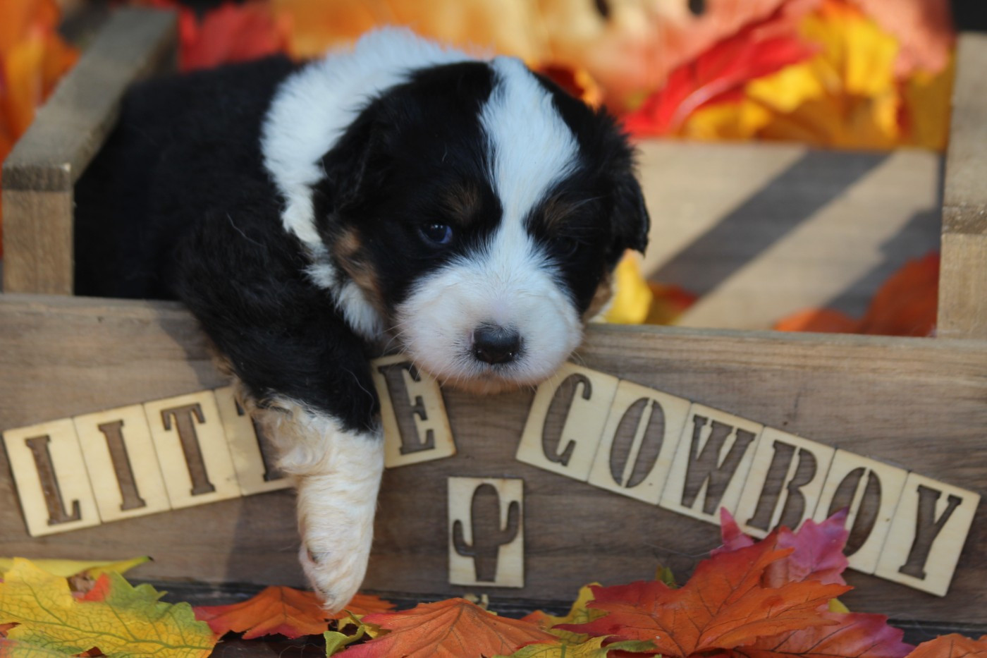 Little Cowboy - Chiots disponibles - Berger Australien