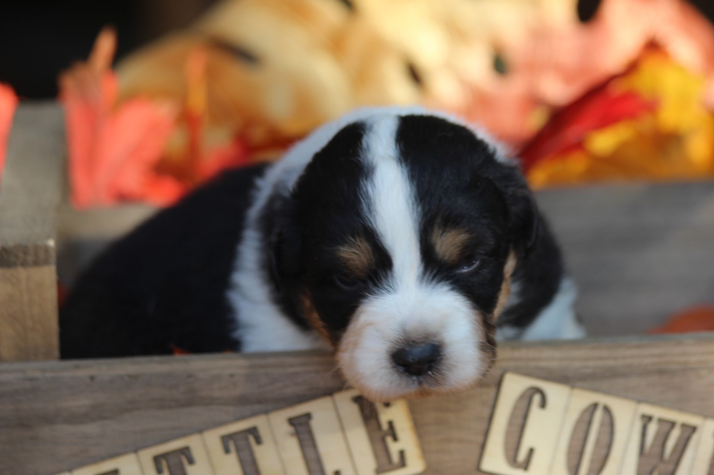 Little Cowboy - Chiots disponibles - Berger Australien