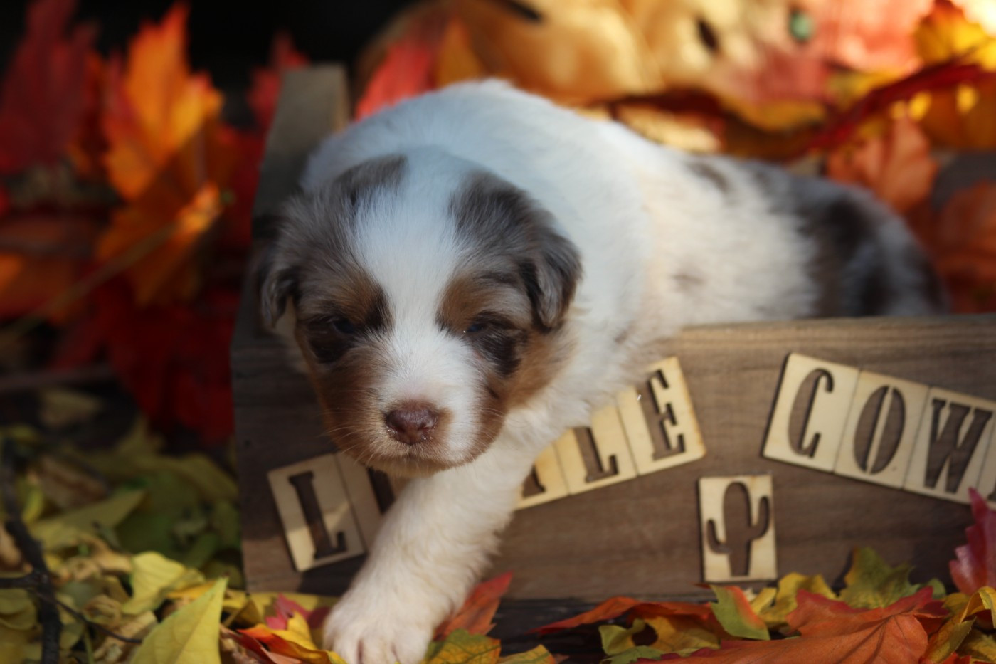 Little Cowboy - Chiots disponibles - Berger Australien