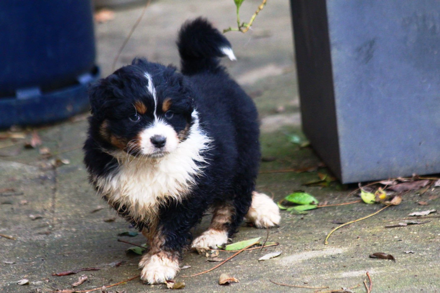 Little Cowboy - Chiots disponibles - Berger Australien