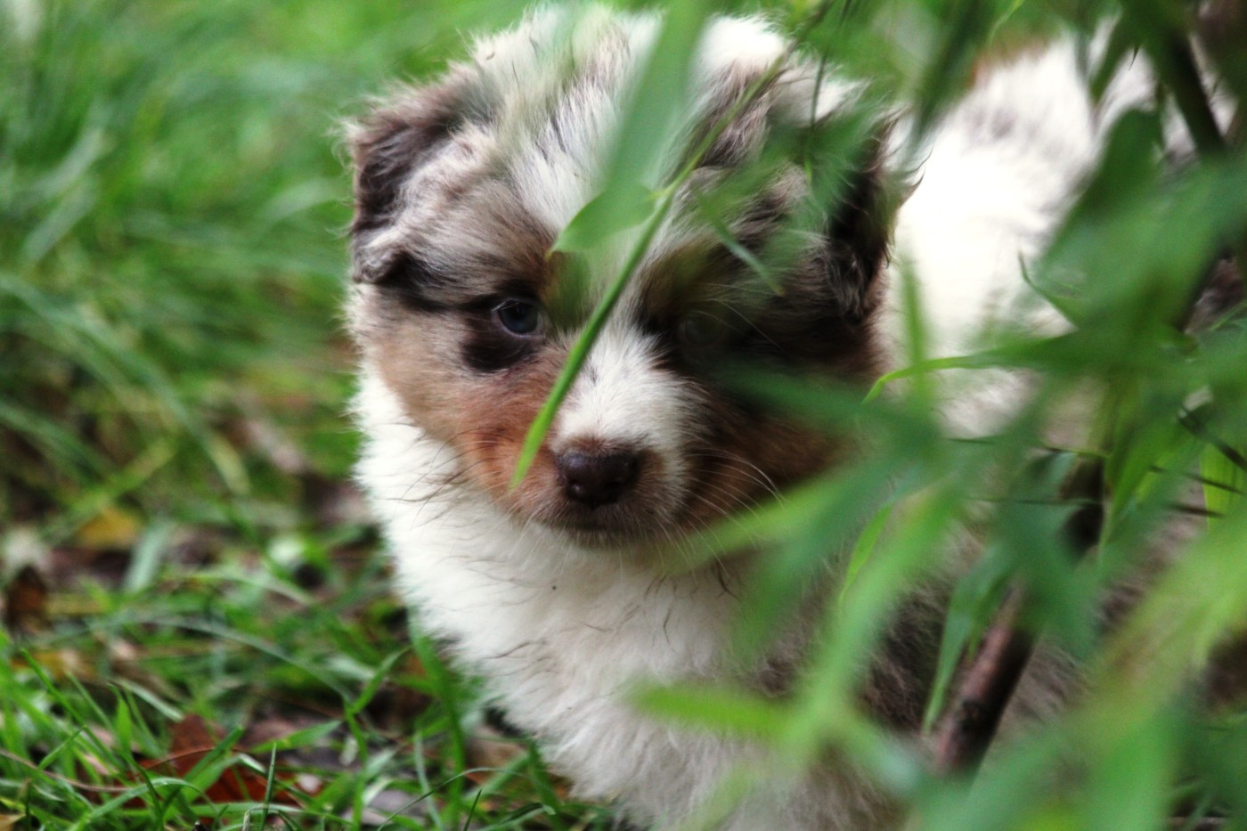 Little Cowboy - Chiots disponibles - Berger Australien