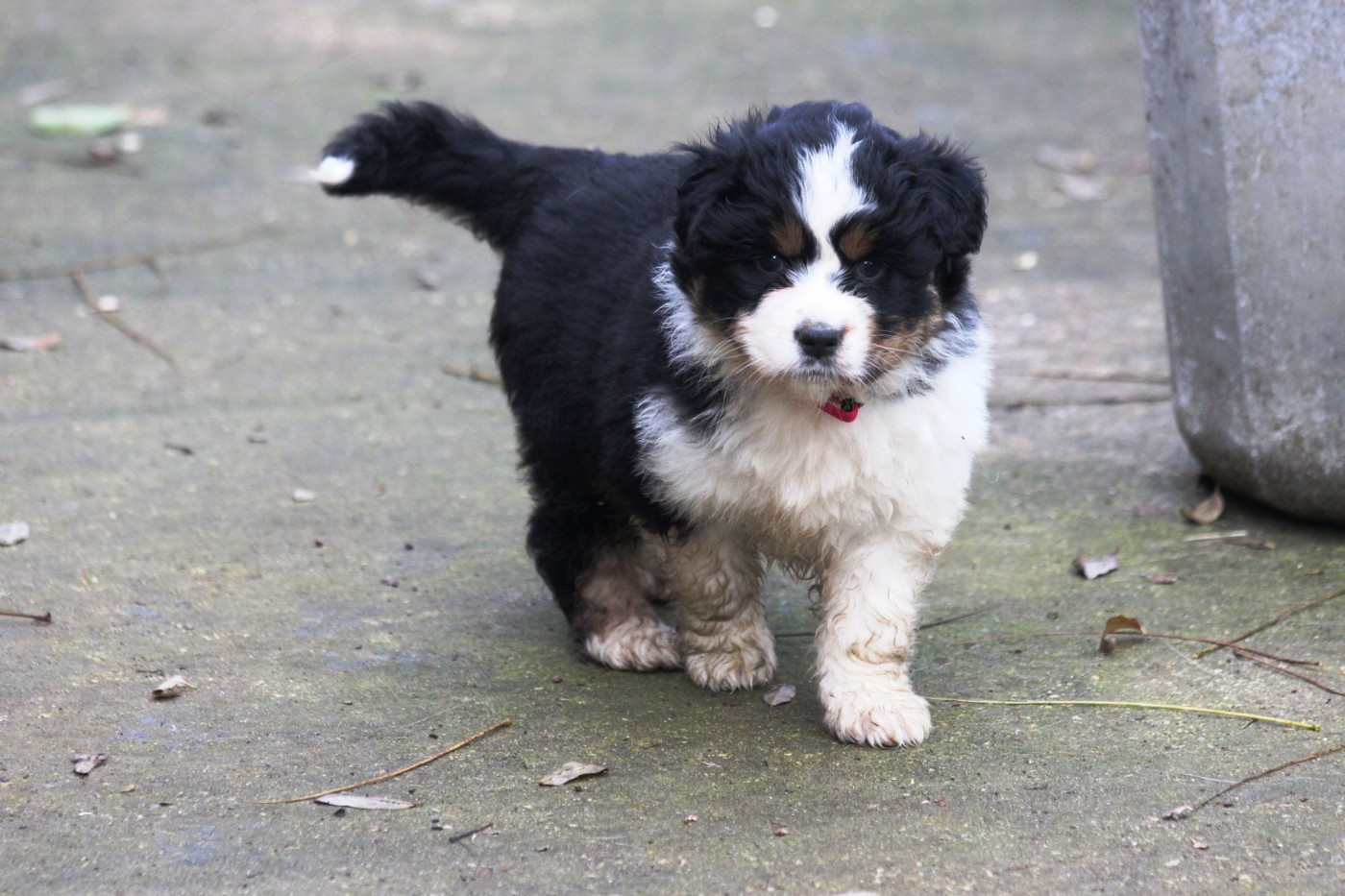 Little Cowboy - Chiots disponibles - Berger Australien