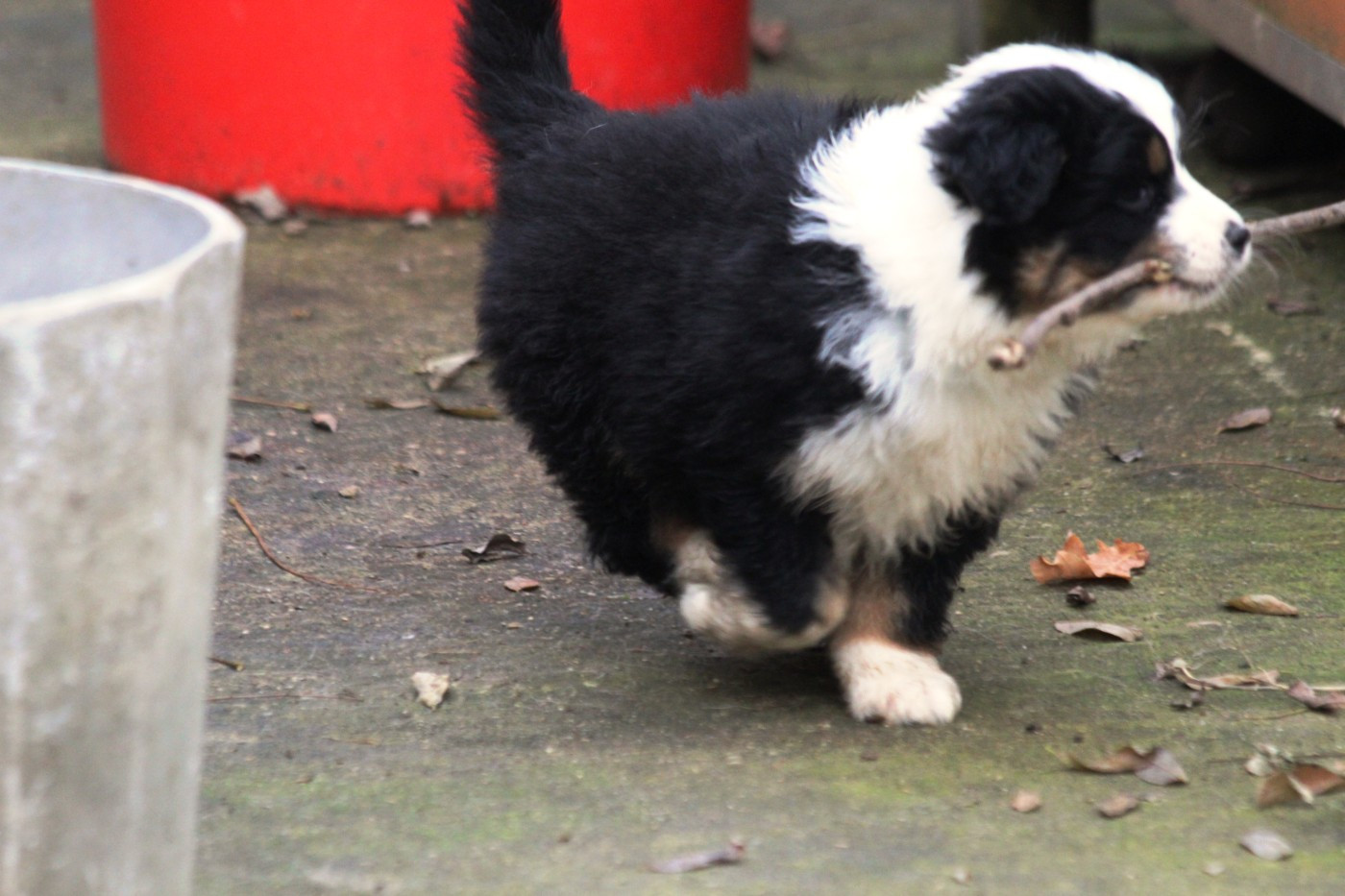 Little Cowboy - Chiots disponibles - Berger Australien