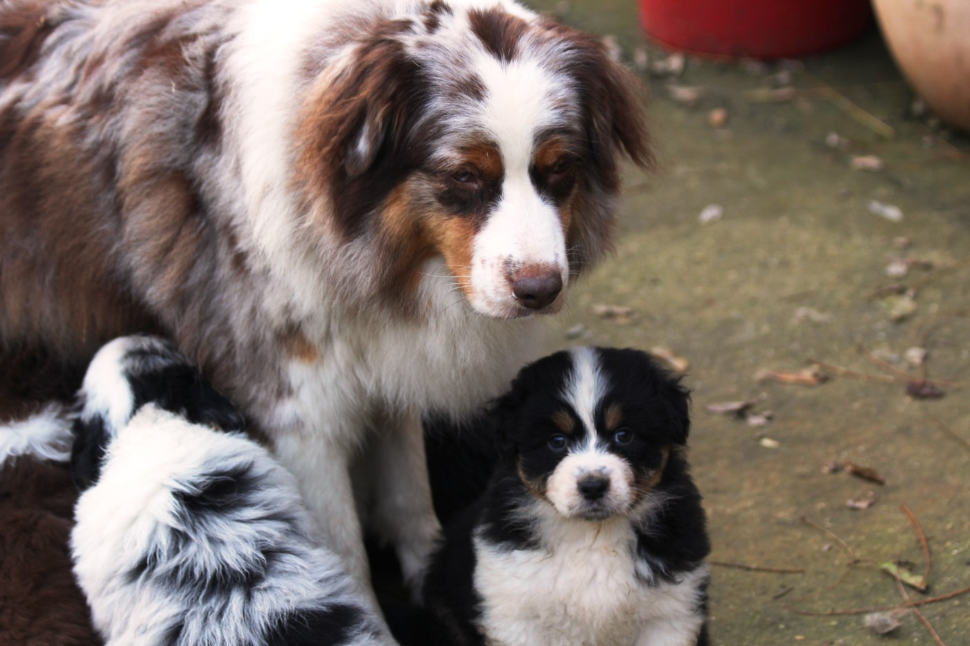 Chiot Berger Australien Little Cowboy