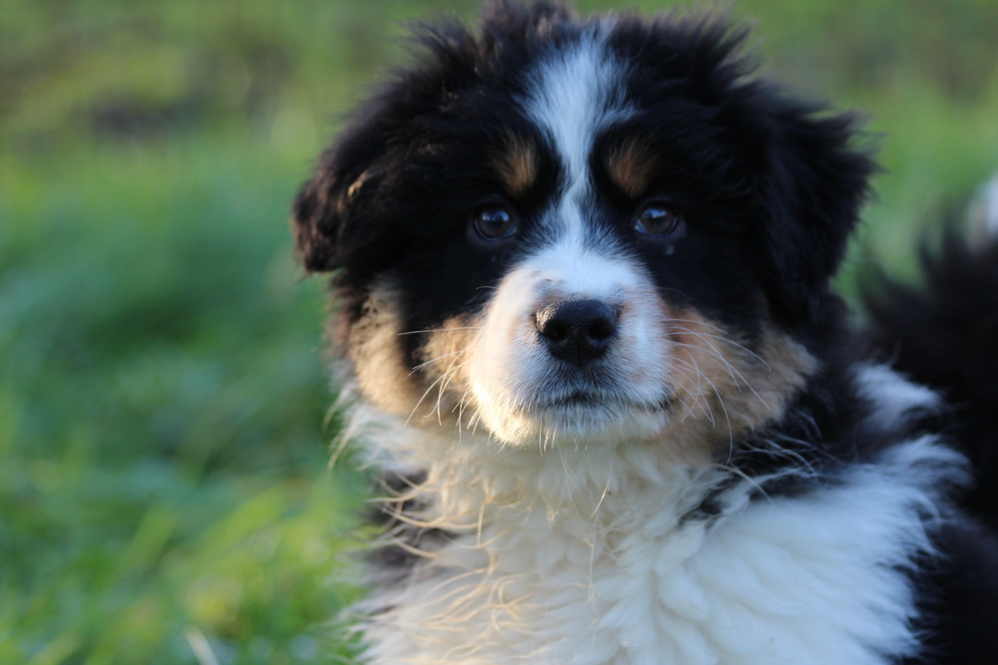 Little Cowboy - Chiots disponibles - Berger Australien