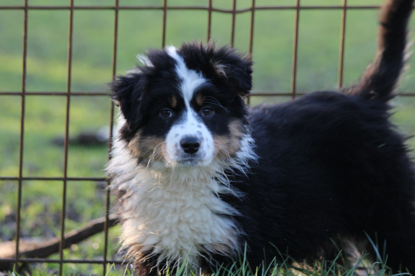 Little Cowboy - Chiots disponibles - Berger Australien