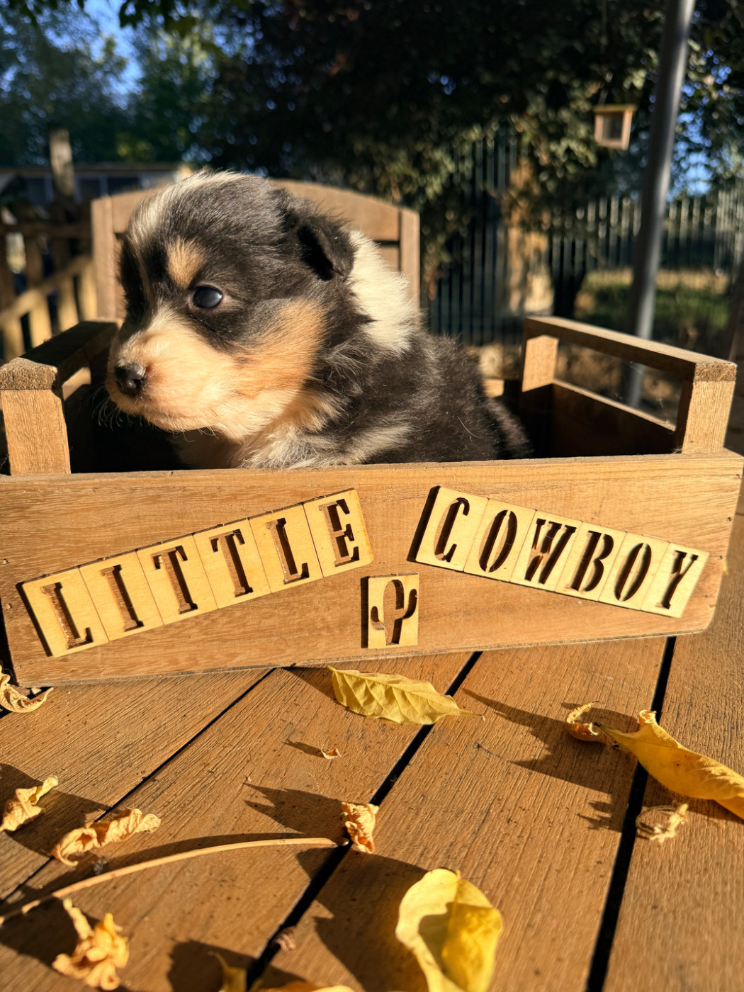 Little Cowboy - Chiots disponibles - Berger Australien