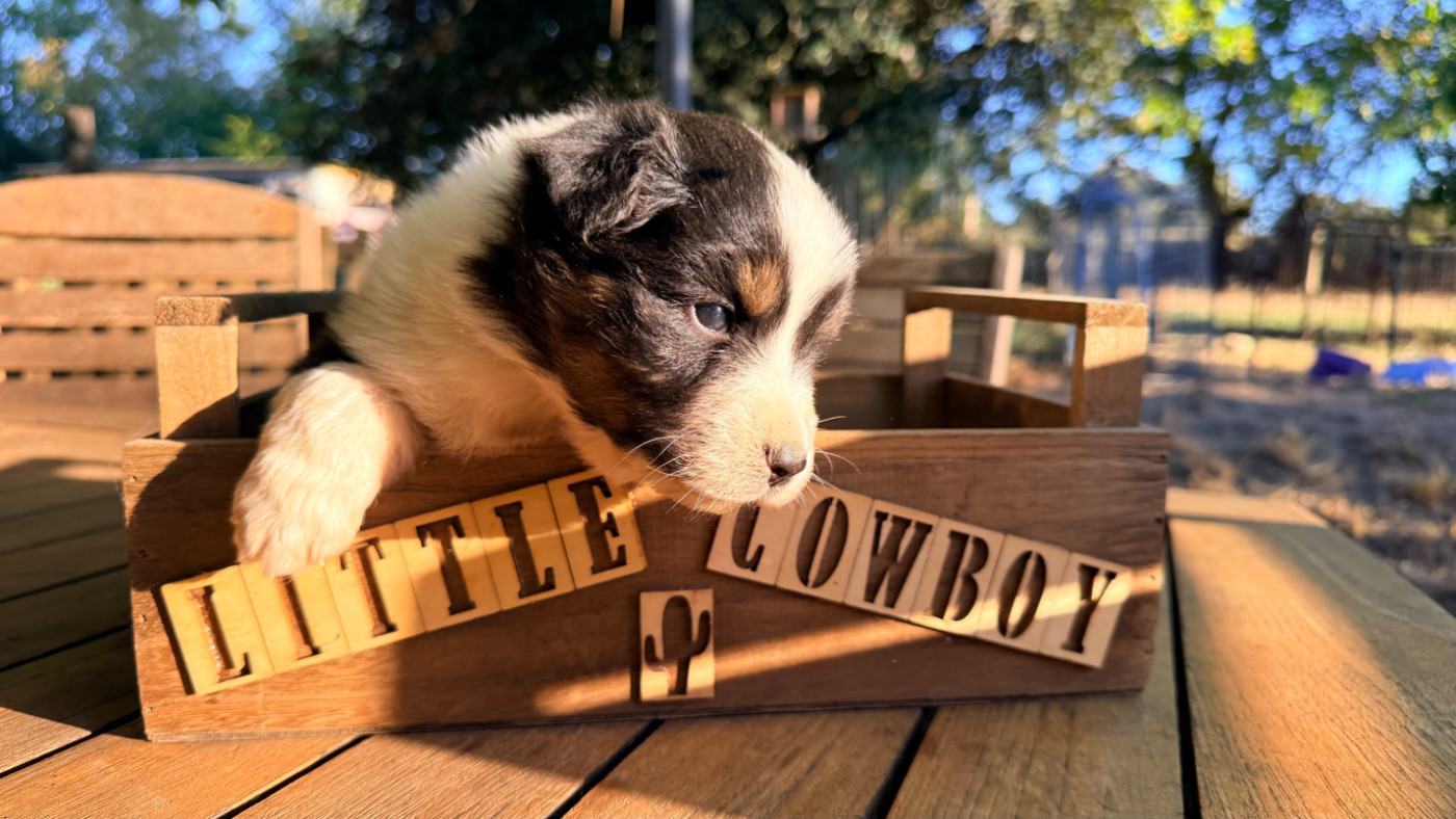 Little Cowboy - Chiots disponibles - Berger Australien
