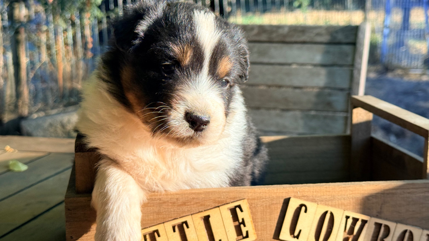 Little Cowboy - Chiots disponibles - Berger Australien