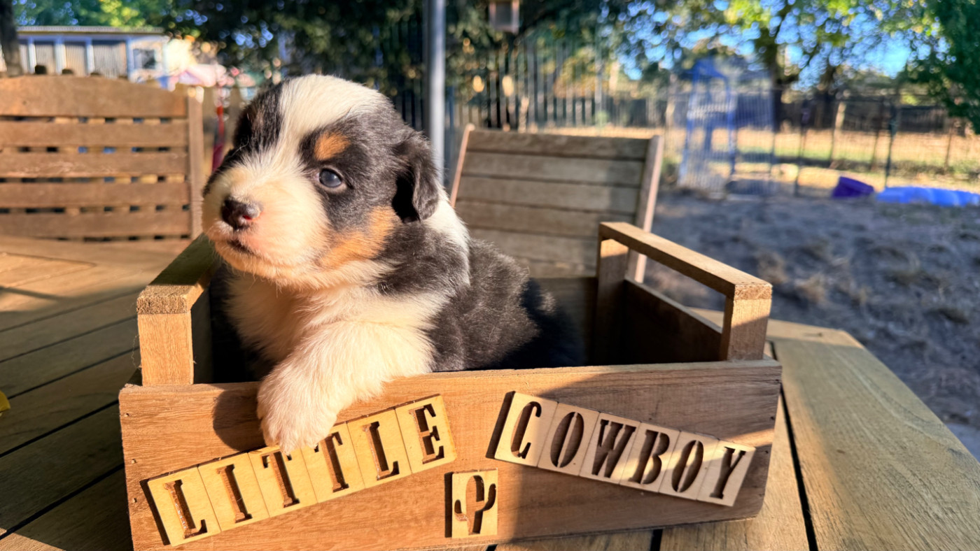 Little Cowboy - Chiots disponibles - Berger Australien
