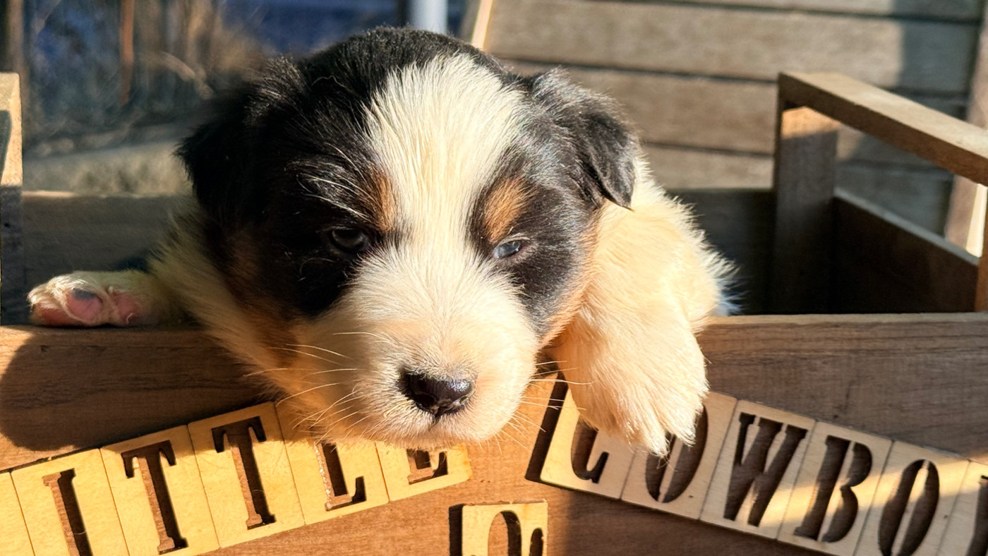 Little Cowboy - Chiots disponibles - Berger Australien