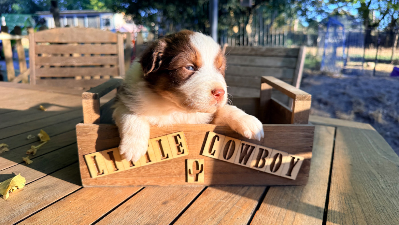 Little Cowboy - Chiots disponibles - Berger Australien