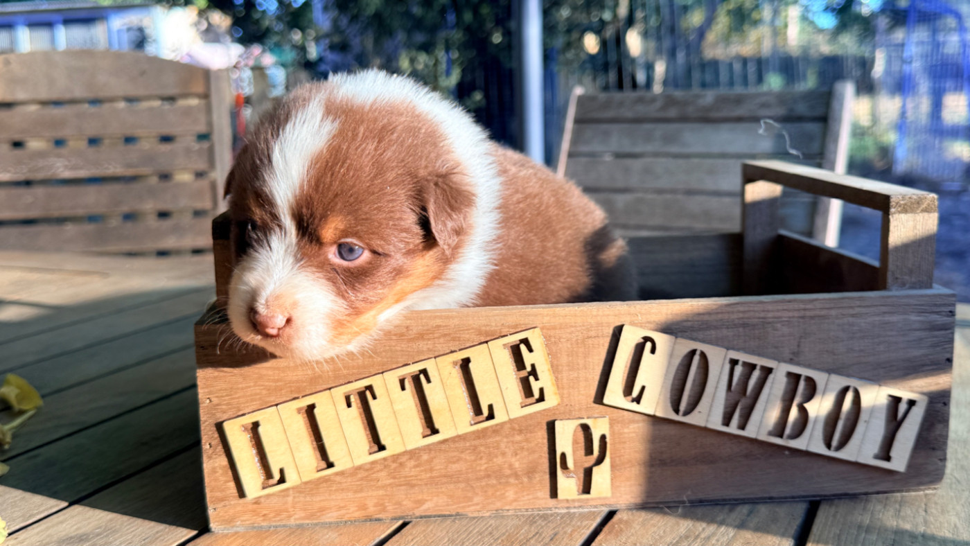 Little Cowboy - Chiots disponibles - Berger Australien