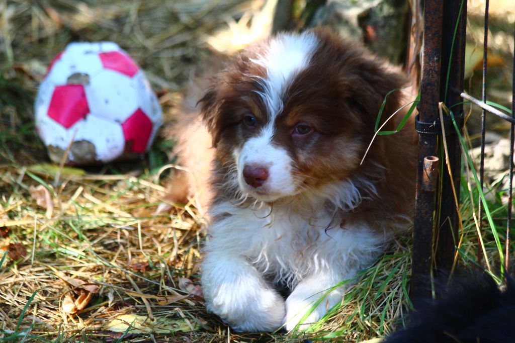 Little Cowboy - Chiots disponibles - Berger Australien