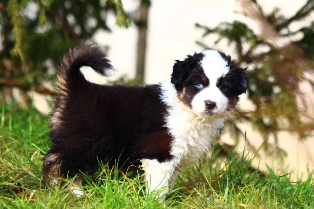 Little Cowboy - Chiots disponibles - Berger Australien