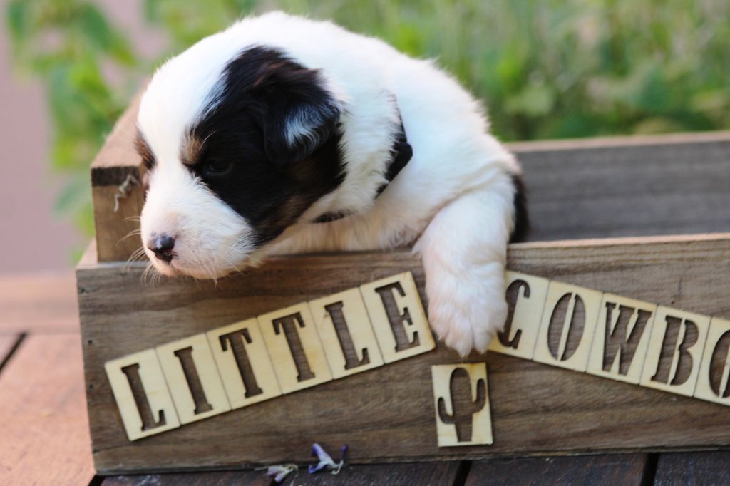 Little Cowboy - Chiots disponibles - Berger Australien