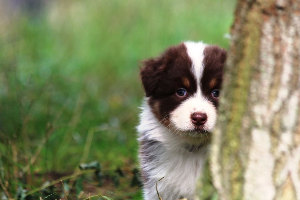 Little Cowboy - Chiots disponibles - Berger Australien