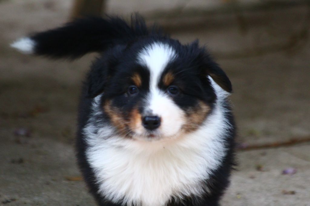 Little Cowboy - Chiots disponibles - Berger Australien