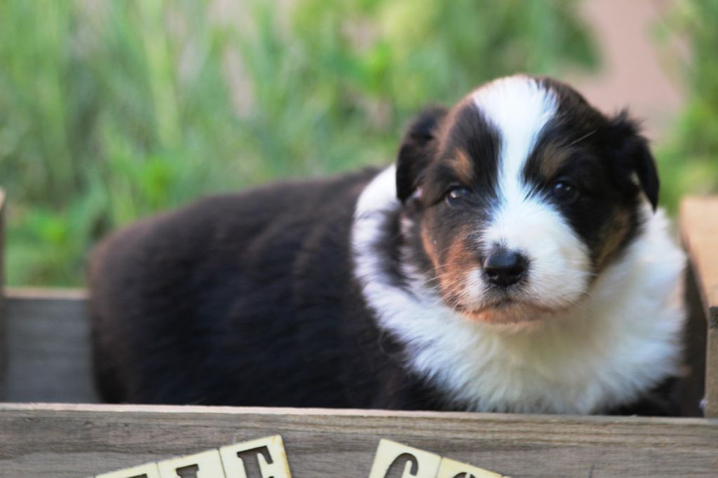Little Cowboy - Chiots disponibles - Berger Australien