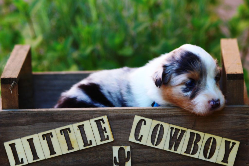 Little Cowboy - Chiots disponibles - Berger Australien