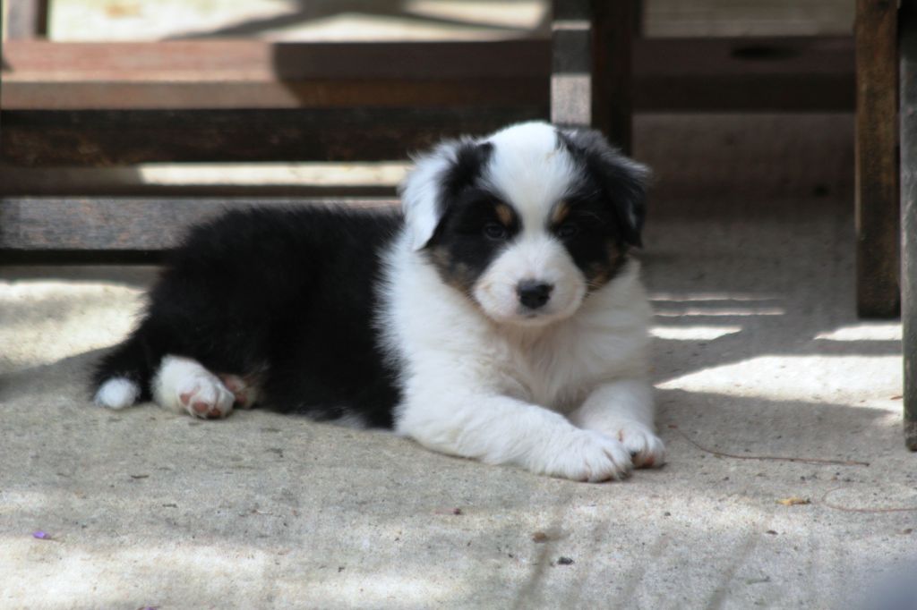Little Cowboy - Chiots disponibles - Berger Australien