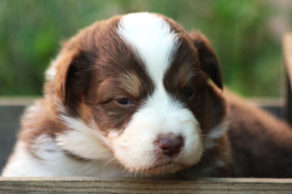 Little Cowboy - Chiots disponibles - Berger Australien