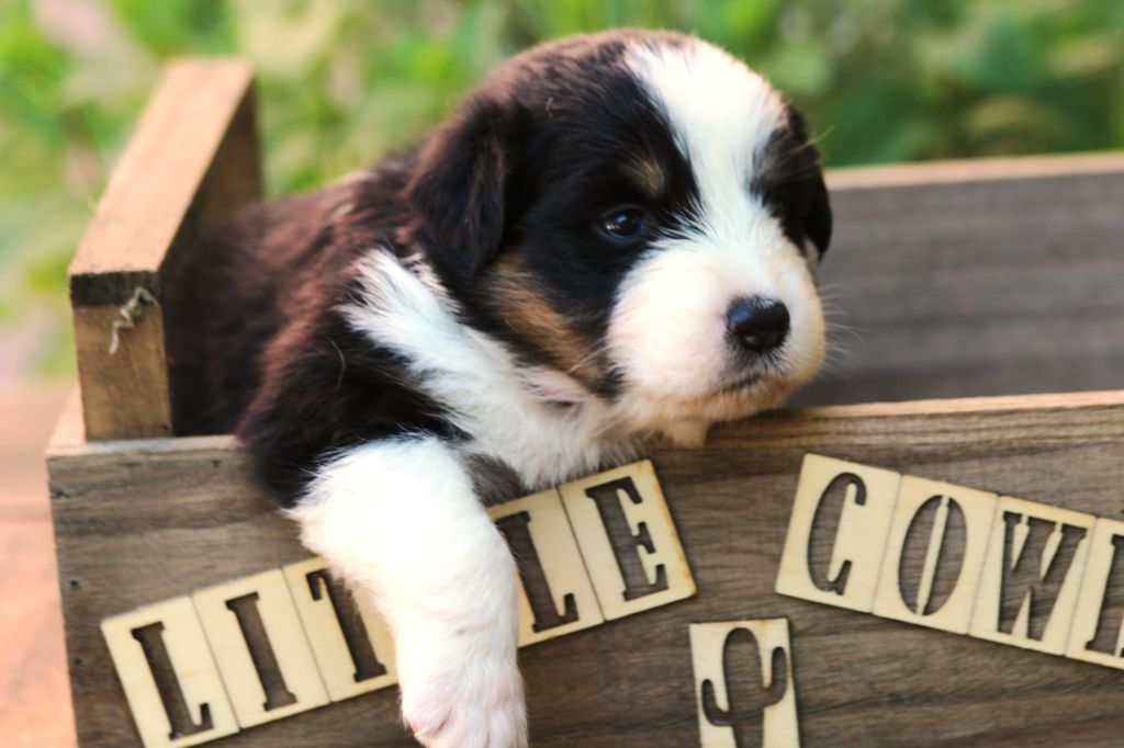 Little Cowboy - Chiots disponibles - Berger Australien