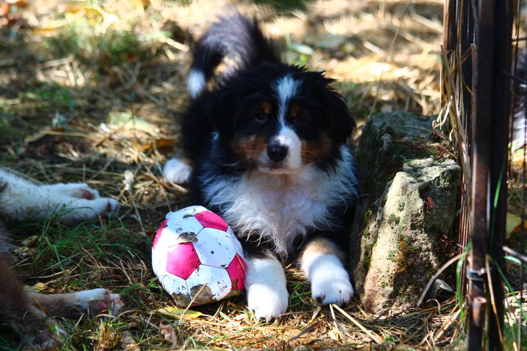 Little Cowboy - Chiots disponibles - Berger Australien